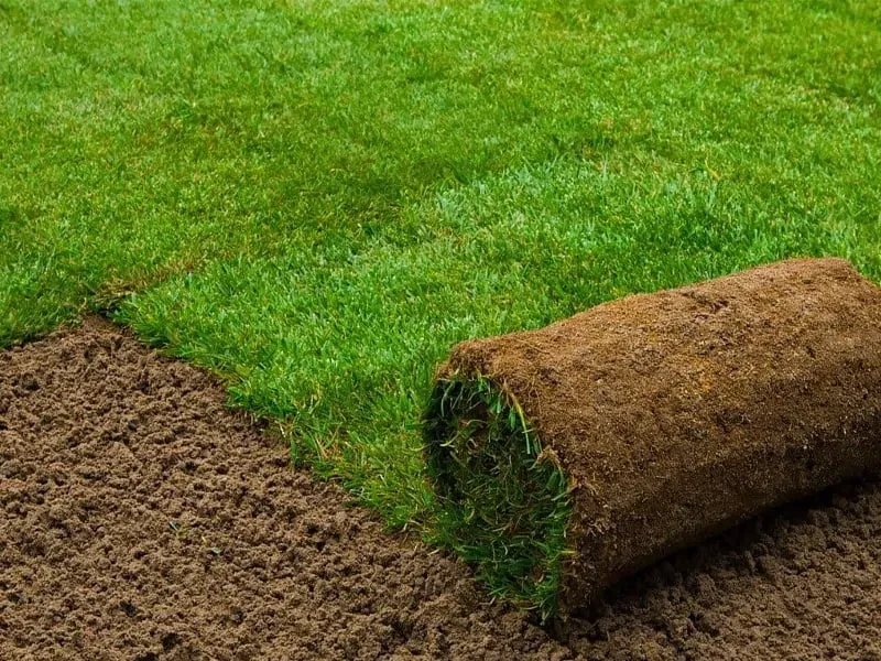 تركيب عشب طبيعي 