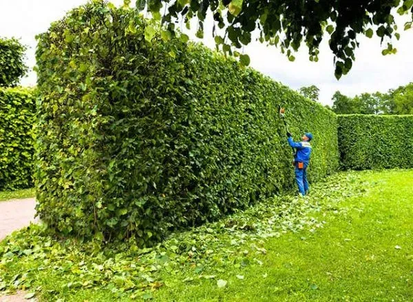 تركيب نخيل وقص اشجار