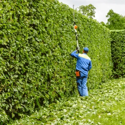 تركيب نخيل وقص اشجار