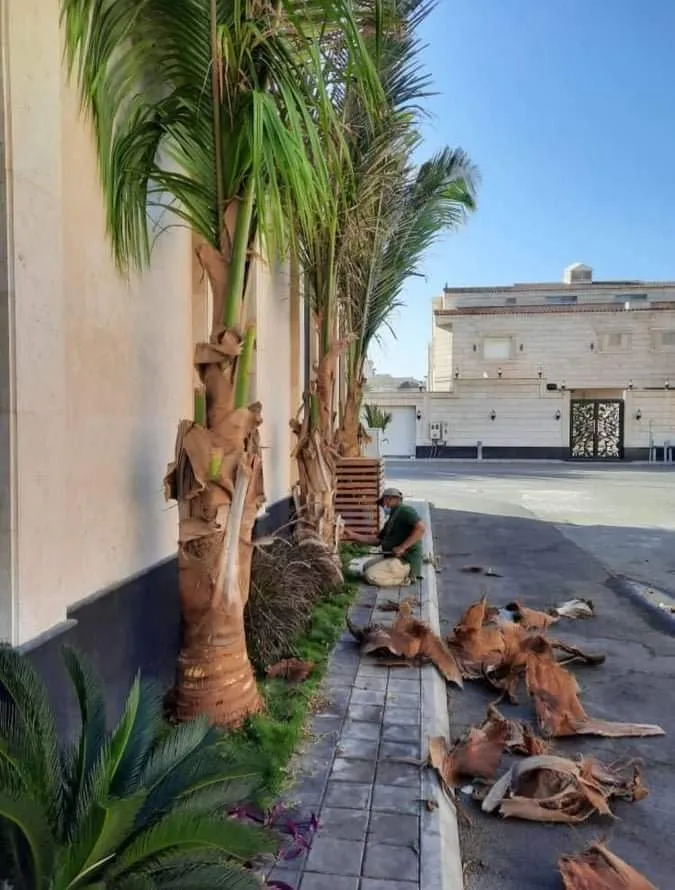 تركيب نخيل وقص اشجار